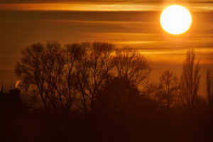 Sonnenuntergang mit orangenem Himmel und schwarzen Bäumen im Vordergrund Sonnenuntergang mit orangenem Himmel und schwarzen Bäumen im Vordergrund